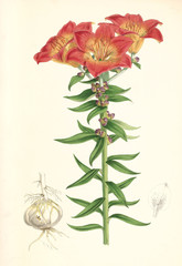 Illustration boatanique / Lilium bulbiferum / Lis orangé