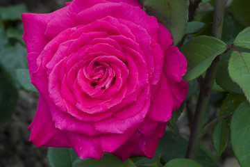 Rosa x / Rose 'Lolita Lempicka'