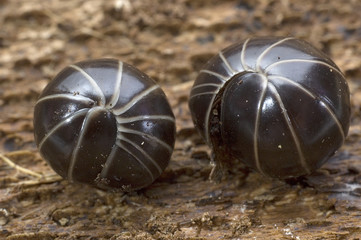 Glomeris marginata / Gloméris / Mille-pattes