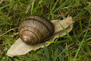 Helix pomatia / Escargot de Bourgogne