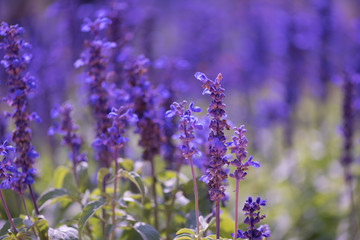 Fields of blue salvia flowers in the garden for background.