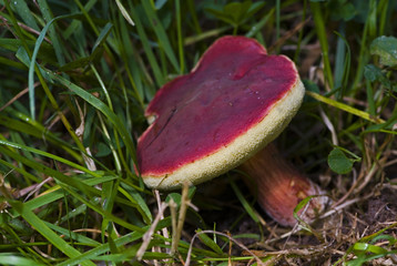 Xerocomus rubellus / Bolet rougeâtre