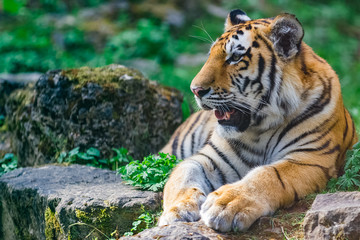 Young bengal tiger lying on the grass and shows his paws