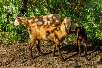 Goats in natural background