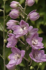 Delphinium x / Pied d'alouette Pacific Giant 'Astolat'