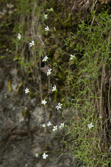 Minuartia villarii / Minuartie de Villars / Sabline de Villars