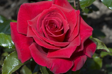 Rosa x / Rose 'Hacienda'