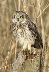 Asio flammeus / Hibou des marais