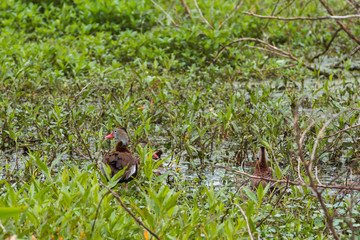 Black-bellied whistling duck (Dendrocygna autumnalis) hidden in a marshy area