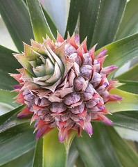 Pineapple flower in Florida garden, closeup