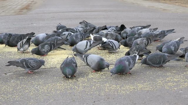 Flock of pigeons eating switchgrass in the urban park outdoors