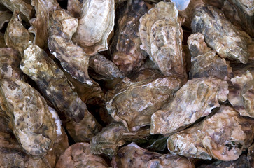 Ostrea edulis / Huître plate