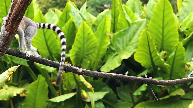 Ring-tailed Lemurs (Lemur catta) run along and play by jumping around on a branch in Madagascar. This is a large and endangered (near threatened) lemur species.