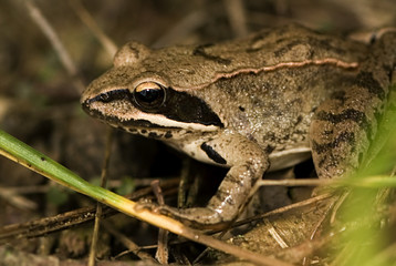 Rana dalmatina / Grenouille agile