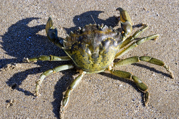 Carcinus maenas / Crabe enragé vert - 141816107