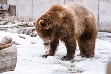 Grizzly Bear in the winter with snow life style(eat play chill)