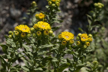 Inula spiraeifolia / Inule à feuilles de Spirée