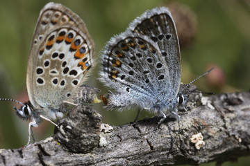 Plebejus idas / Azuré du genêt