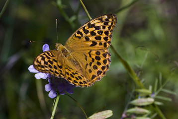 Argynnis paphia / Tabac d'Espagne / Femelle