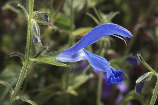 Salvia patens / Sauge gentiane 'Cambridge Blue' / Gentian Sage