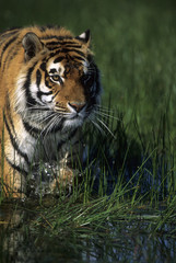 Panthera tigris altaïca / Tigre de Sibérie