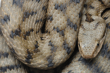 Vipera aspis / Vipère aspic