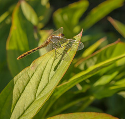 Dragonfly basking in the sun, with wings forward.