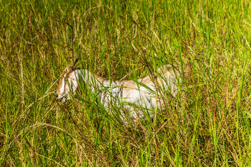 Goat in natural background