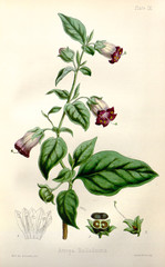 Illustration botanique / Atropa belladonna / Belladone