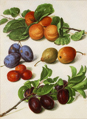 Illustration botanique / Fruit / Pêche / Prune / Poire