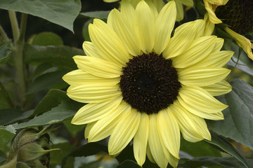Helianthus annuus / Tournesol 'Valentin' / Soleil