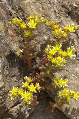 Sedum annuum / Orpin annuel / Sédum annuel