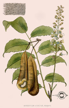 Illustration botanique / Myroxylum pereirae / Baume du Pérou