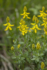 Genista germanica / Genêt d'Allemagne