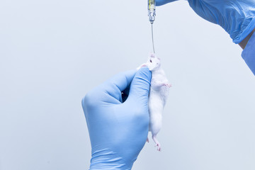 Researcher administered drug into the mice by Oral administration 