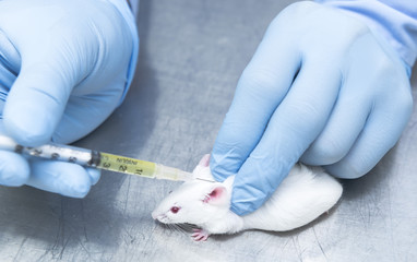 Researcher administered drug into the mice by subcutaneous injection