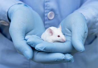 Experimetal mice stays on the researcher's hand