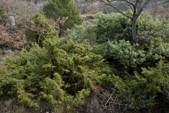 Juniperus communis / Genévrier commun