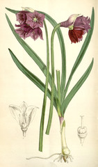 Illustration botanique / Allium narcissiflorum / Ail à fleurs de narcisse