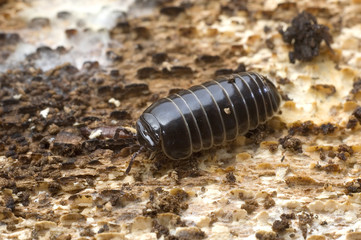 Glomeris marginata / Gloméris / Mille-pattes