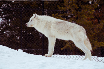 Fototapeta na wymiar a standing wolf with the snow in the winter in the relax time
