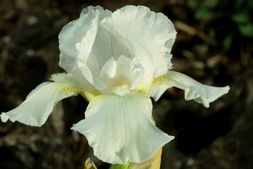 Fototapeta na wymiar Iris germanica / Iris des jardins 'Low Ho Silver'