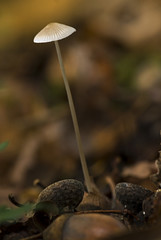 Mycena vitilis / Mycène à pied ferme