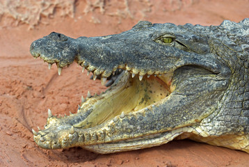 Crocodylus niloticus / Crocodile du Nil