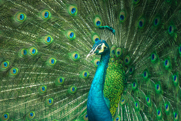 Fototapeta na wymiar Mono tone close up of peacock showing drametic trail