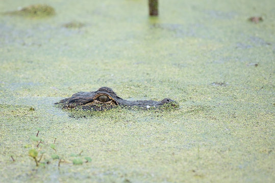 Young American Alligator (Alligator mississippiensis) swimming in a marsh covered in duck weed