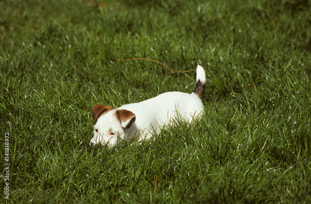 Wall mural chien / race : jack russell terrier / chiot