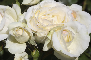 Rosa x / Rose 'Tchaïkovski'