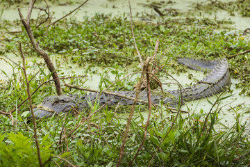 American Alligator (Alligator mississippiensis) laying in a marsh covered in duck weed