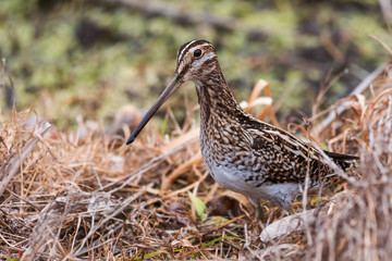 Wilson's Snipe (Gallinago delicata) hiding in marsh grasses